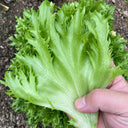 W1359 Crisp Tender Green Skirt Lettuce, 3 Grams ≈ 1000 Seeds