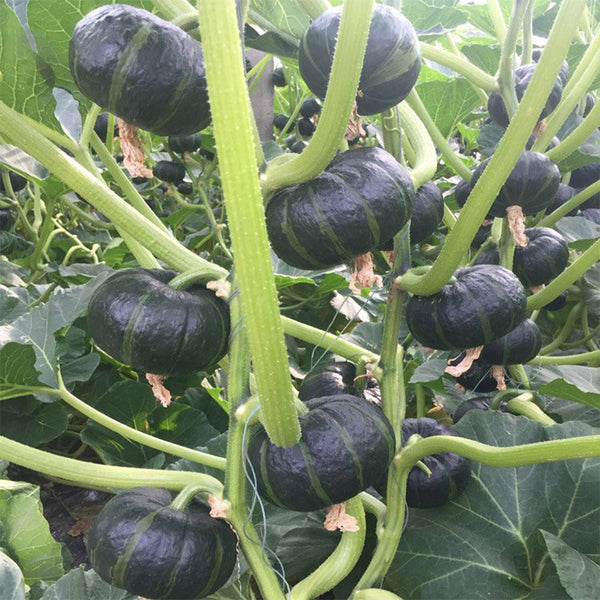 Beibei No.4 Baby Pumpkin, 2 Bags × 5 Seeds