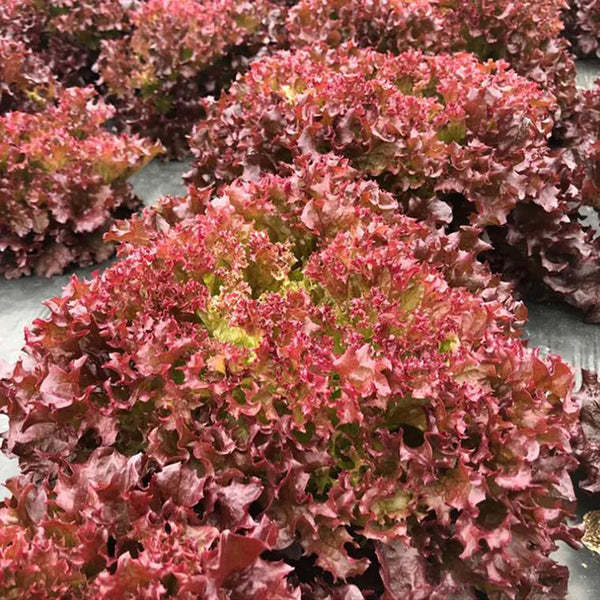 Purple Rosa Lettuce Seeds, 2g