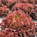 Purple Rosa Lettuce Seeds, 2g