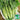 'Jiemei' Big-Stem Chinese Kale Seeds, 10g