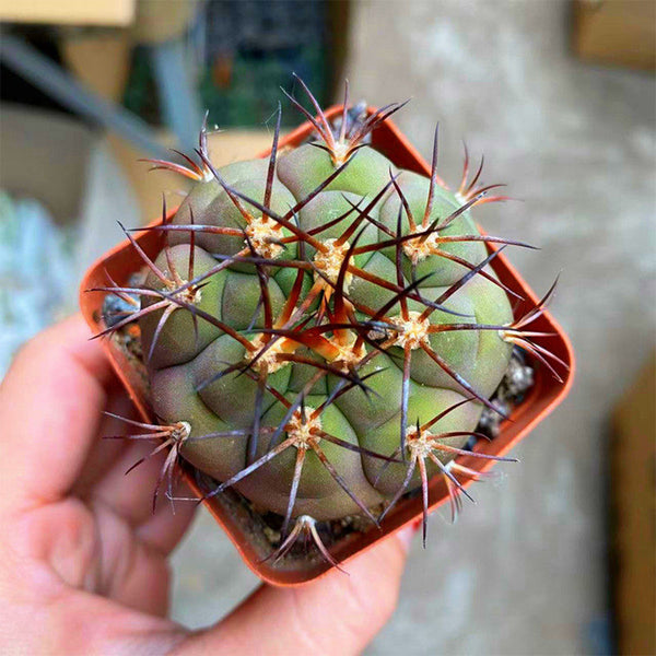 Gymnocalycium pflanzii var. albipulpa, 4-5cm