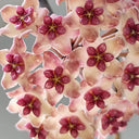 Hoya 'Sweet', 3 Cuttings