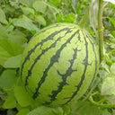 "Meihui 007" Watermelon Seeds, 200 Seeds