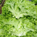 'Jiemei' Fast-Growing Loose-Leaf Lettuce, 2000 Seeds