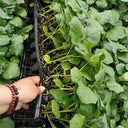 Tuolubamu Eggplant Rootstock Seeds, 5g