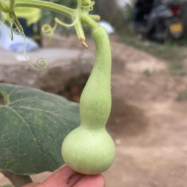 Twisted-Handle Ornamental Gourd, 10 Seeds