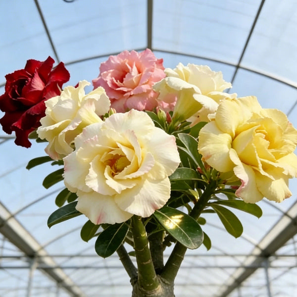 Desert Rose Mixed Colors, 20 Seeds