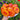 228 Jason 34 Tomato, 5 Seeds
