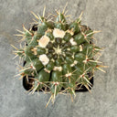 Parodia submammulosus, 3-4cm