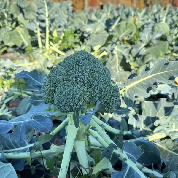GreenVigour 60 Broccoli Seeds, 1000 Seeds