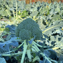 GreenVigour 60 Broccoli Seeds, 1000 Seeds