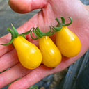 Yellow Pear Cherry Tomato Seeds, 2g