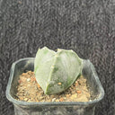 Triangular Bishop's Cap Live Cactus