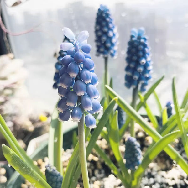 Mixed Color Grape Hyacinth, 50 Seeds
