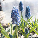 Mixed Color Grape Hyacinth, 50 Seeds