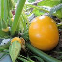 Yellow Pearl Zucchini Seeds