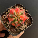 Gymnocalycium mihanovichii Variegata 'Glowing Peony', 3-4cm