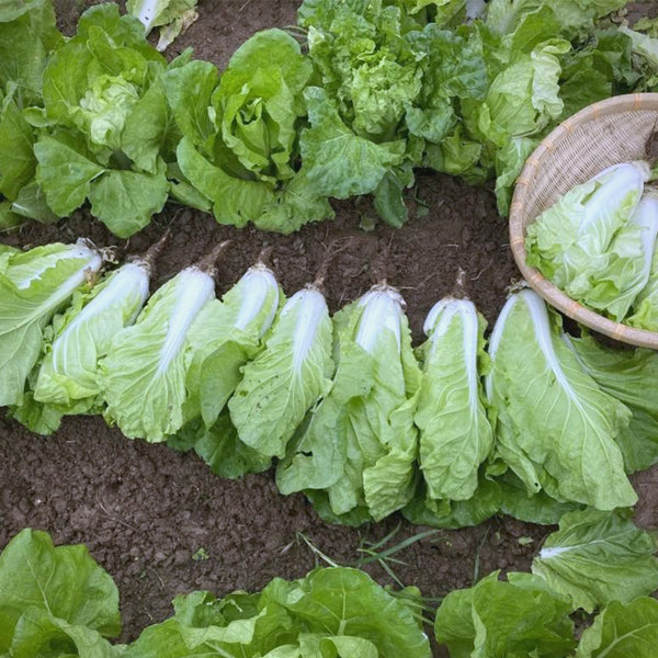 'Jinmei 516' Fast-growing Bok Choy Seeds, 10g