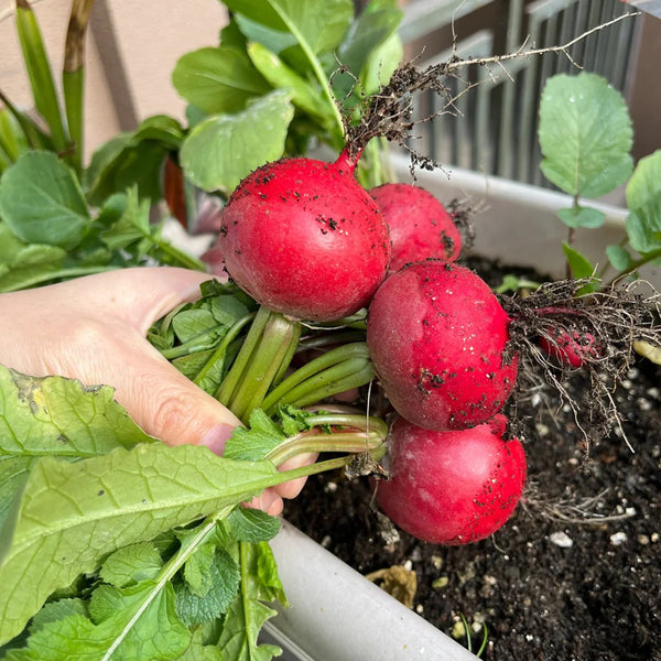 Meiying Cherry Radish Seeds, 5g