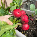 Meiying Cherry Radish Seeds, 5g
