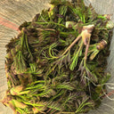 Aralia Shoots, 100 Seeds