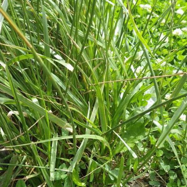 Festuca arundinacea 'Chenelle' Seeds, 200g