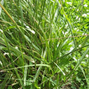 Festuca arundinacea 'Chenelle' Seeds, 200g