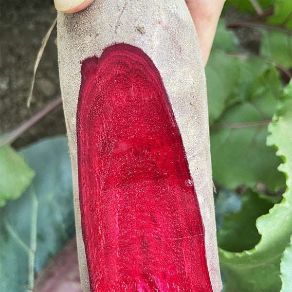 ALTO Long-shaped Red Garden Beet Seeds, 200 Seeds