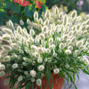 Hezhichun Bunny Tail Grass, 30 Seeds