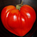 28 Teton de Venus Tomato, 5 Seeds