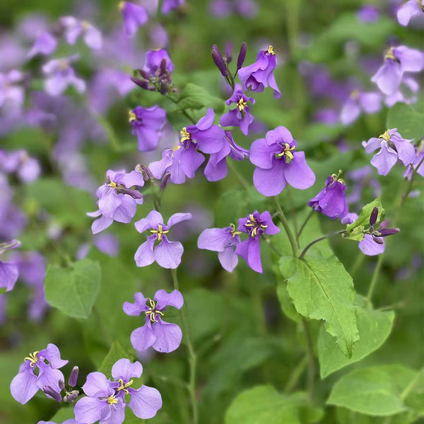 Chinese violet cress (Orychophragmus violaceus) Seeds, 200 Seeds