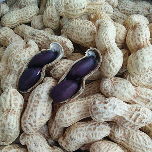 Black Peanut Seeds, 20 Seeds