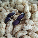 Black Peanut Seeds, 20 Seeds