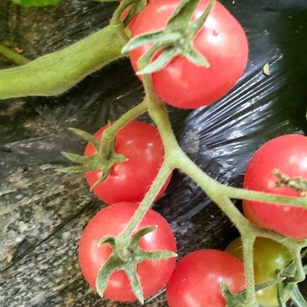 Saint Anne Cherry Tomato, 10 Seeds