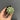Echinopsis eyriesii Live Cactus, 3-4cm