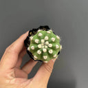 Echinopsis eyriesii Live Cactus, 3-4cm