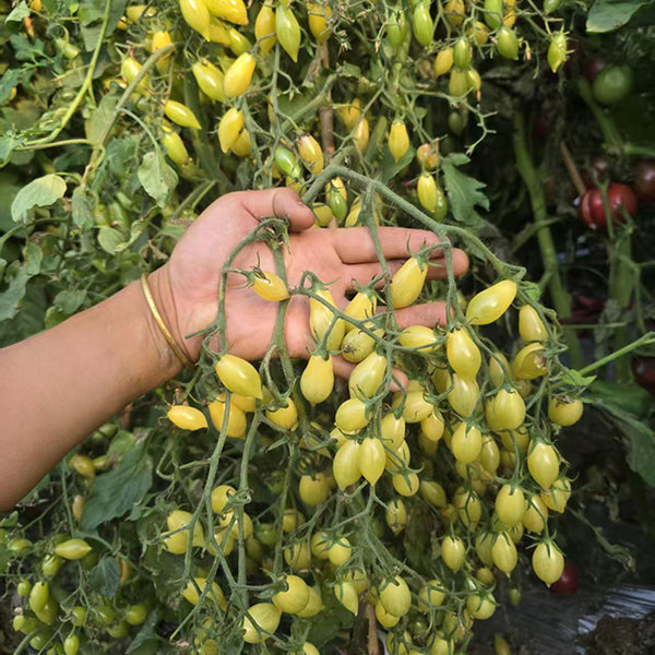 2025 Sweet Brush F5 Tomato, 5 Seeds