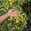 2025 Sweet Brush F5 Tomato, 5 Seeds