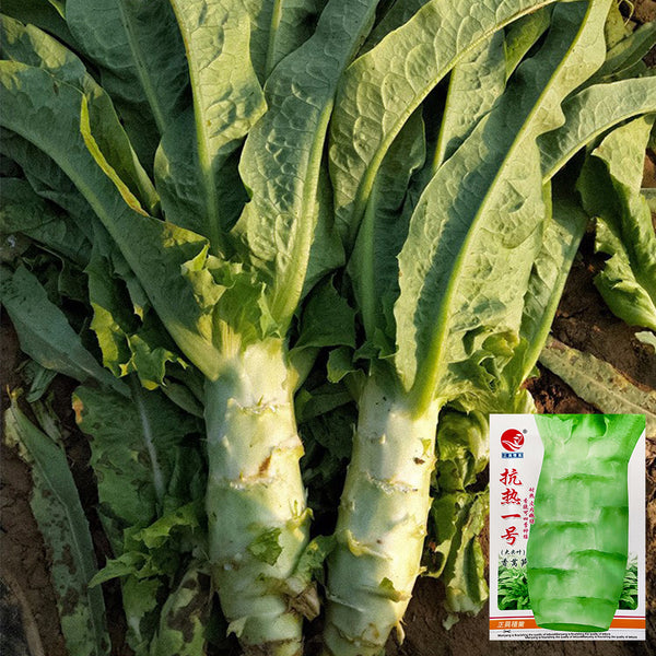 Heat-Resistant No.1 Stem Lettuce Seeds, 10g