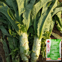 Heat-Resistant No.1 Stem Lettuce Seeds, 10g