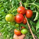 1162 Rebel Starfighter Kayleigh Anne Pink Tomato, 5 Seeds