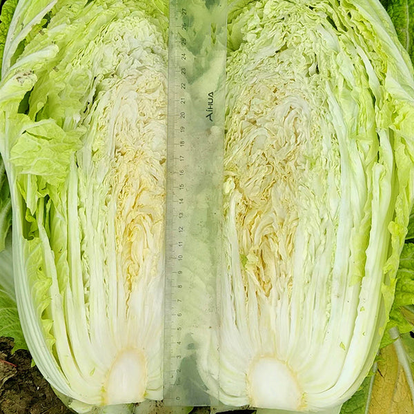 Maye Hot Pot Chinese Cabbage Seeds, 5 × 3g Bags