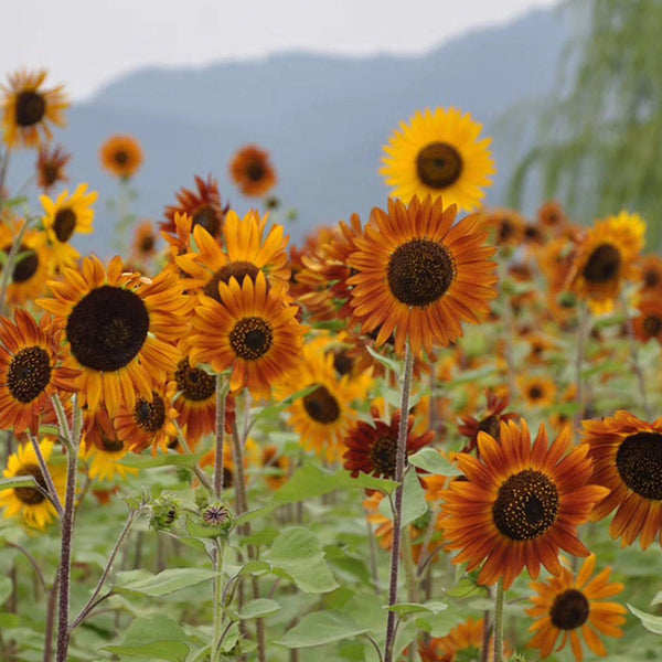 HEL10 Mixed Color Sunflower, 50 Seeds