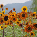 HEL10 Mixed Color Sunflower, 50 Seeds