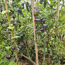 Black Jiaozi Tomato, 200 Seeds