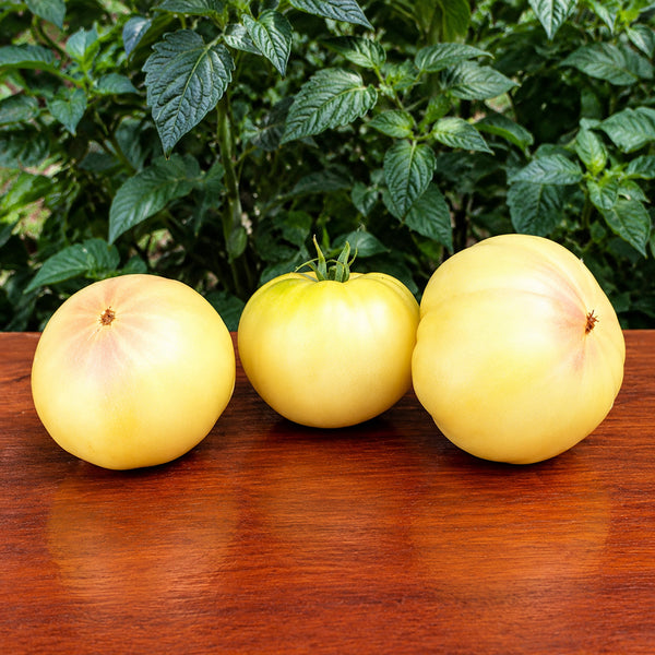 117 Swan Song Tomato, 5 Seeds