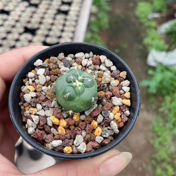 Coryphantha elephantidens cv. Inermis Live Cactus