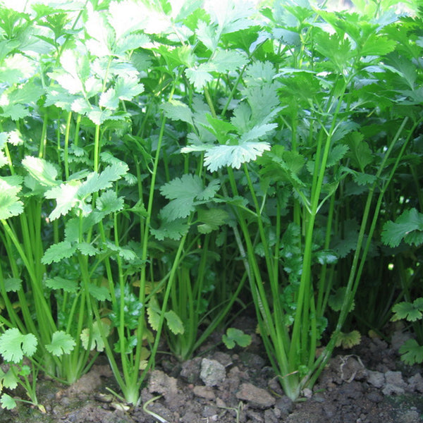 'Jiefeng' Large-Leaf Coriander Seeds, 20g