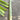 'Jiemei' Green Celtuce, 2000 Seeds